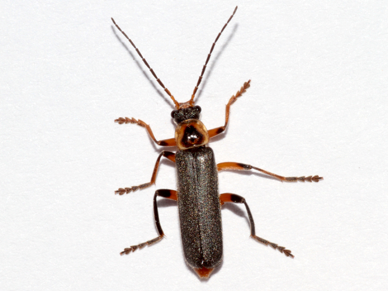 Cantharis nigricans